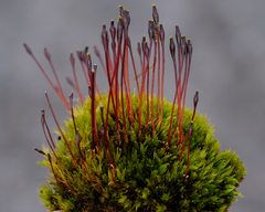 Tetraplodon mnioides