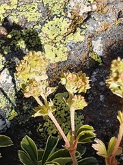Alchemilla saxatilis