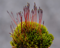 Tetraplodon mnioides