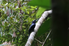 Dicrurus lophorinus