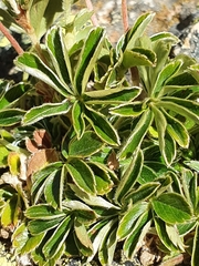 Alchemilla saxatilis