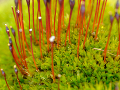 Tetraplodon mnioides