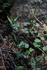 Lithophragma parviflorum parviflorum