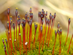 Tetraplodon mnioides