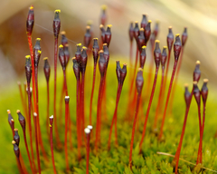 Tetraplodon mnioides