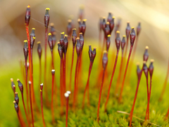 Tetraplodon mnioides