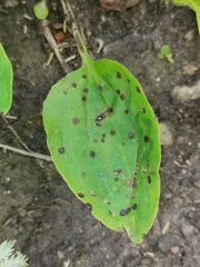 Phyllosticta plantaginis