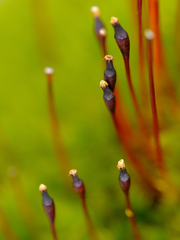 Tetraplodon mnioides