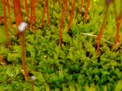 Tetraplodon mnioides