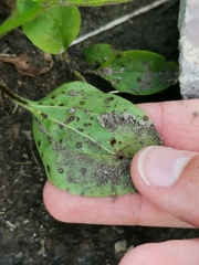 Phyllosticta plantaginis