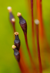 Tetraplodon mnioides