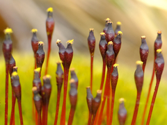 Tetraplodon mnioides