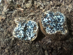 Fungi
