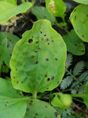 Phyllosticta plantaginis