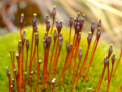 Tetraplodon mnioides