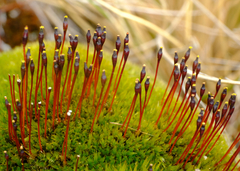 Tetraplodon mnioides