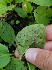 Phyllosticta plantaginis