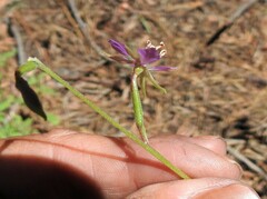 Clarkia stellata