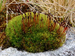 Tetraplodon mnioides