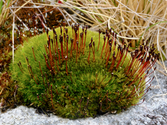 Tetraplodon mnioides