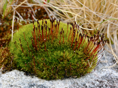 Tetraplodon mnioides