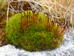 Tetraplodon mnioides