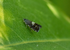 Grapholita interstinctana