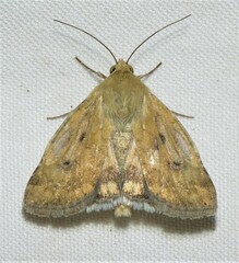 Heliocheilus paradoxus