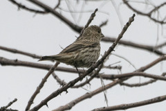 Haemorhous mexicanus