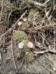 Mammillaria mathildae