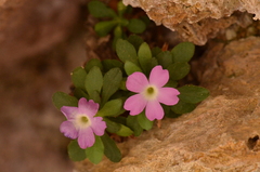 Primula allionii