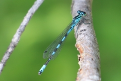 Coenagrion hastulatum