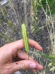 Triticum monococcum