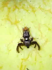 Rhagoletis pomonella