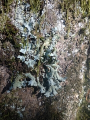 Parmelia submontana