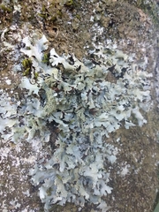 Parmelia submontana