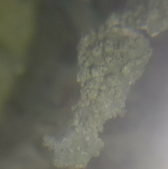 Parmelia submontana