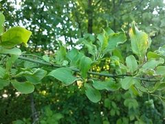 Stenacis euonymi