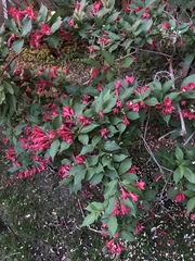 Weigela floribunda