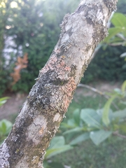 Marchandiomyces corallinus