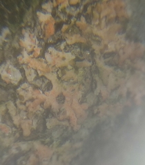 Marchandiomyces corallinus