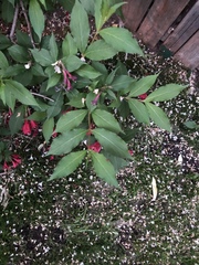 Weigela floribunda