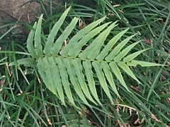 Pteris vittata