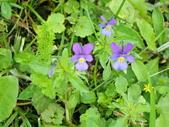 Viola cornuta