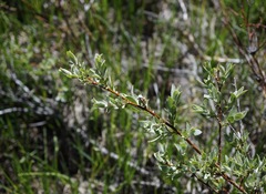 Salix eastwoodiae