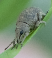 Pseudocneorhinus bifasciatus