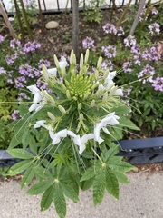 Cleome houtteana