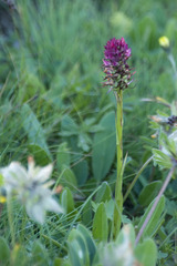 Anacamptis pyramidalis