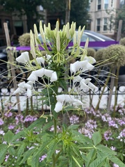 Cleome houtteana