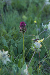 Anacamptis pyramidalis